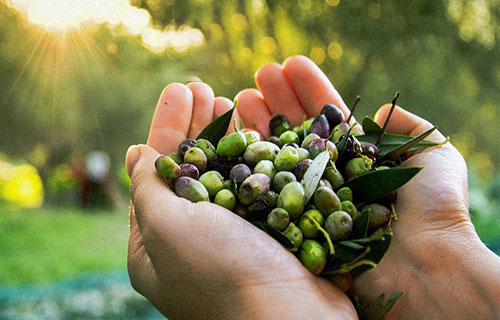 انخفاض كبير في أسعار الزيتون والزيت مع بدء الموسم