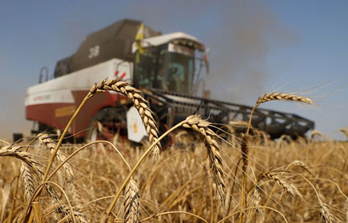 القمح يقفز بأكثر من 4% مع تصاعد الحرب في أوكرانيا