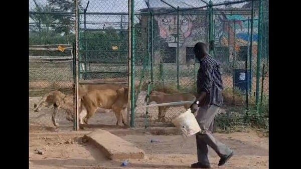 شاهد عاملاً سودانياً.. يدخل بجرأة ويتبختر بين الأسود