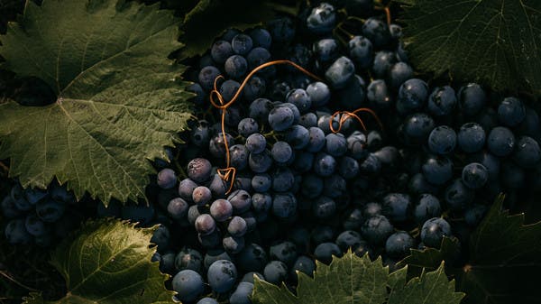 العنب قد يقلل من فرص الإصابة بالخرف.. دراسة تكشف