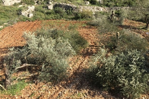 مستوطنون يقتلعون 120 شتلة زيتون في قبلان جنوب نابلس-الحياة الجديدة