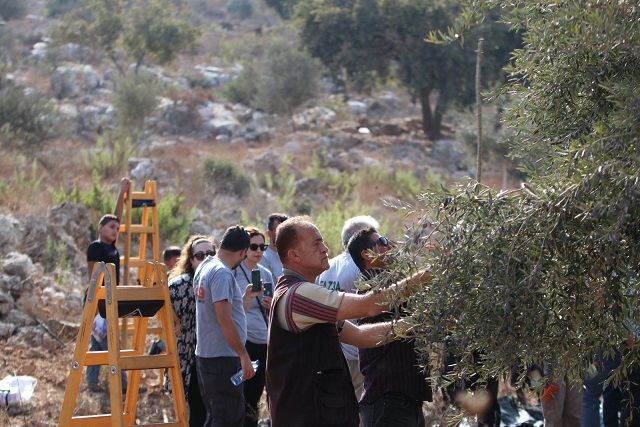 حملة “فزعة” تساند مزارعي حارس في قطف ثمار الزيتون-الحياة الجديدة