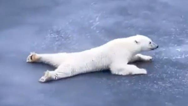 14 ثانية لدب زاحف كسول تحصد ملايين المشاهدات!