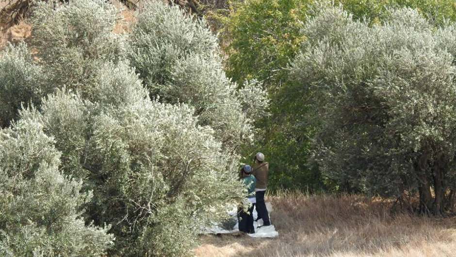 مستوطنون يسرقون ثمار الزيتون من أراضي حي وادي الجوز في القدس-الحياة الجديدة
