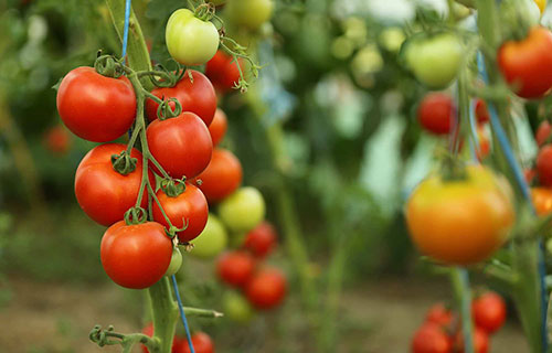 وقف تصدير البندورة من غزة مؤقتاً لشح الإنتاج