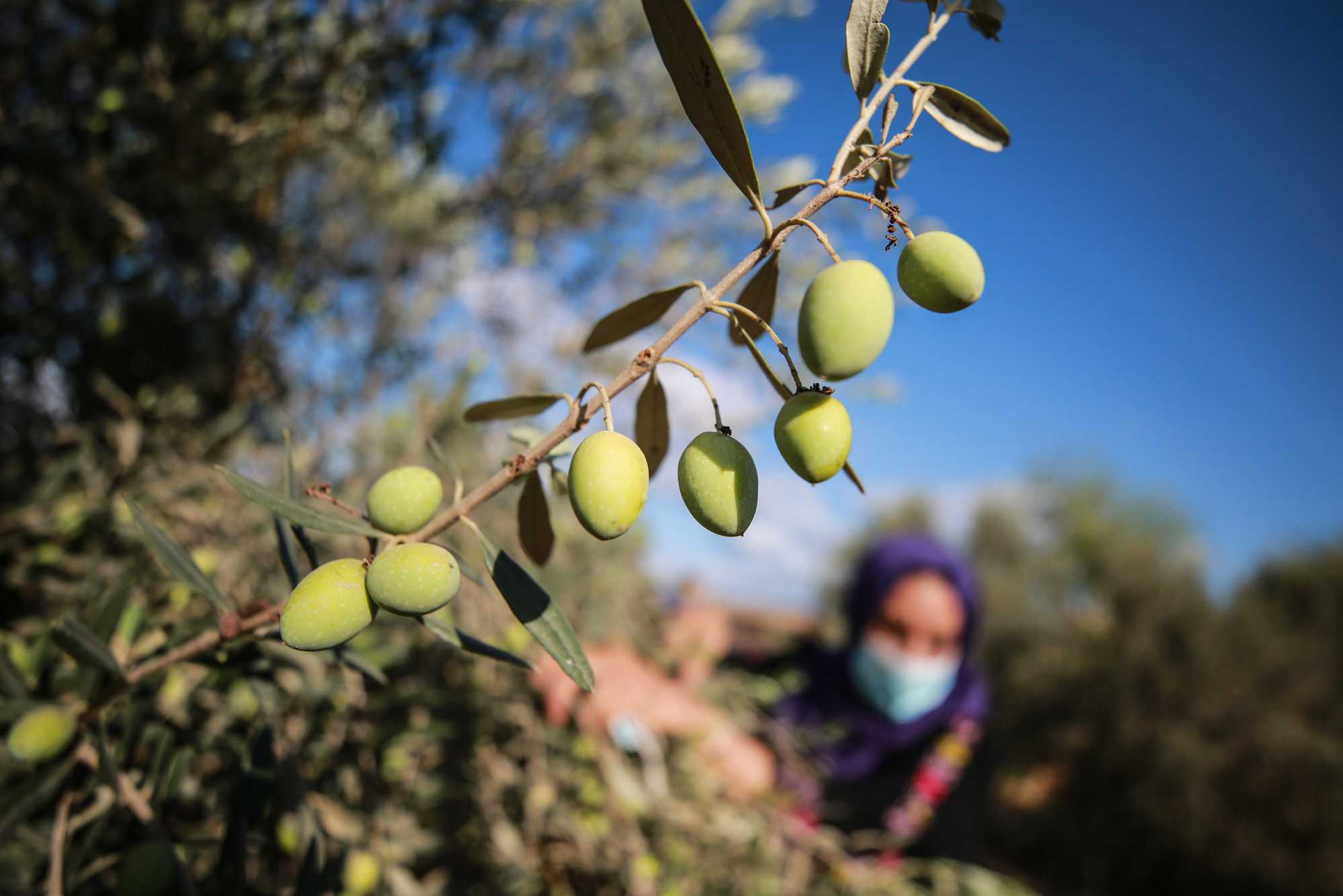 في يوم الأمم المتحدة.. الأونروا ومؤسسات أممية تشارك مزارعين في بيت إكسا قطف ثمار الزيتون-الحياة الجديدة