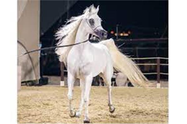 غدا انطلاق بطولة الخيل العربية الأصيلة بالرياض 