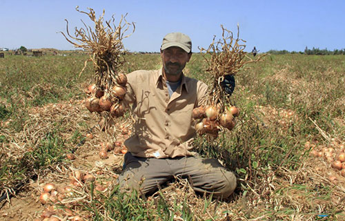 اكتفاء ذاتي في محصول البصل هذا العام