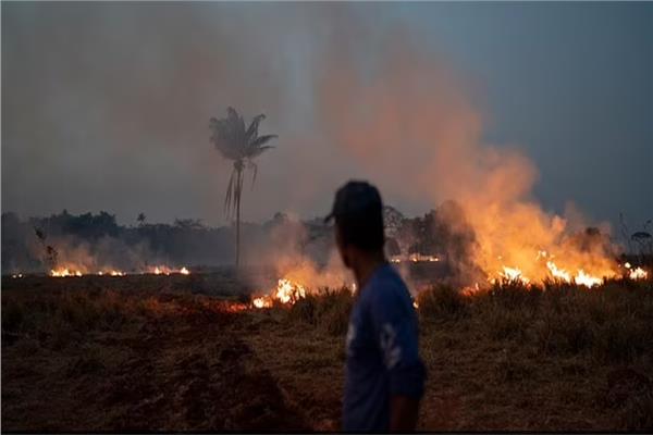 الجفاف والحرائق يقضيان على 30 ٪ من الغابات في كاليفورنيا