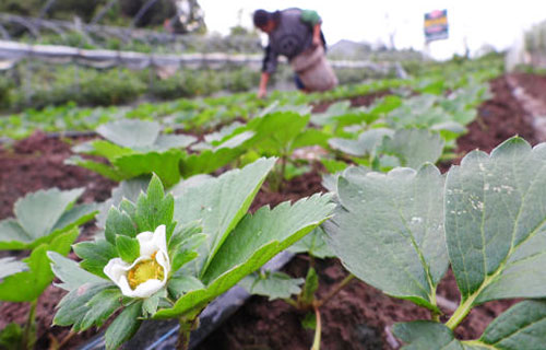 مرض فتاك يهاجم محصول الفراولة