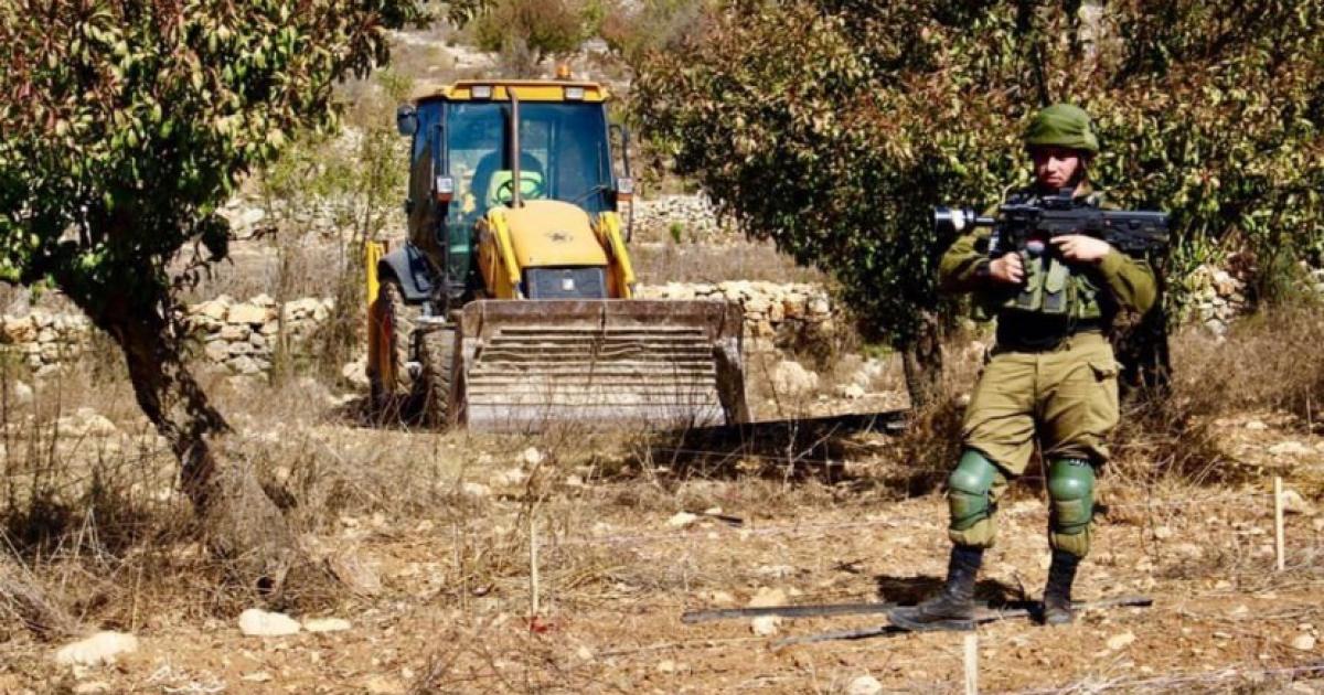 الاحتلال يقتلع 90 شجرة زيتون وحمضيات في حزما-الحياة الجديدة