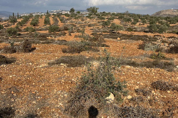 مستوطنون يقطعون 100 شجرة زيتون في ترمسعيا شمال شرق رام الله-الحياة الجديدة