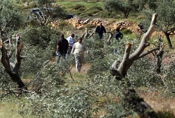 مستوطنون يقطعون 120 شجرة زيتون في ترمسعيا-الحياة الجديدة