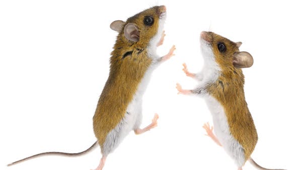 على أنغام ليدي غاغا ومايكل جاكسون.. حتى الفئران ترقص