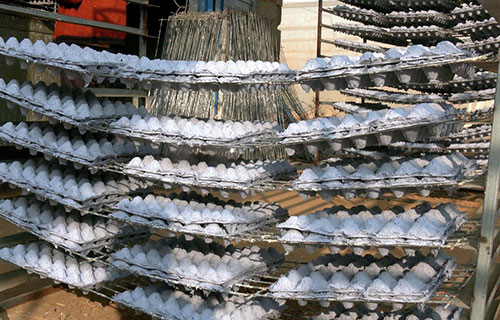 أطباق صديقة للبيئة من نفايات الورق لتوصيل البيض