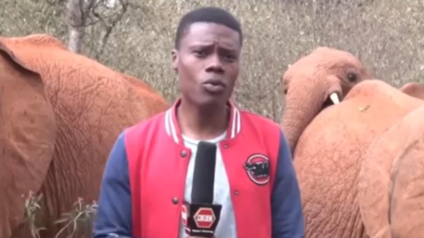 فيديو طريف.. أنثى فيل تقاطع وتداعب مراسلاً على الهواء!