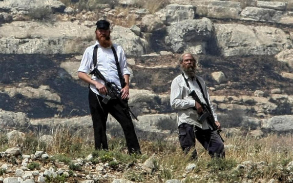 مستوطنون يسرقون أبقارا في الأغوار الشمالية-الحياة الجديدة