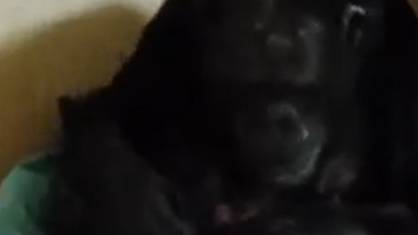 احتضنته بجنون.. شاهد أم شمبانزي تلتقي رضيعها لأول مرة