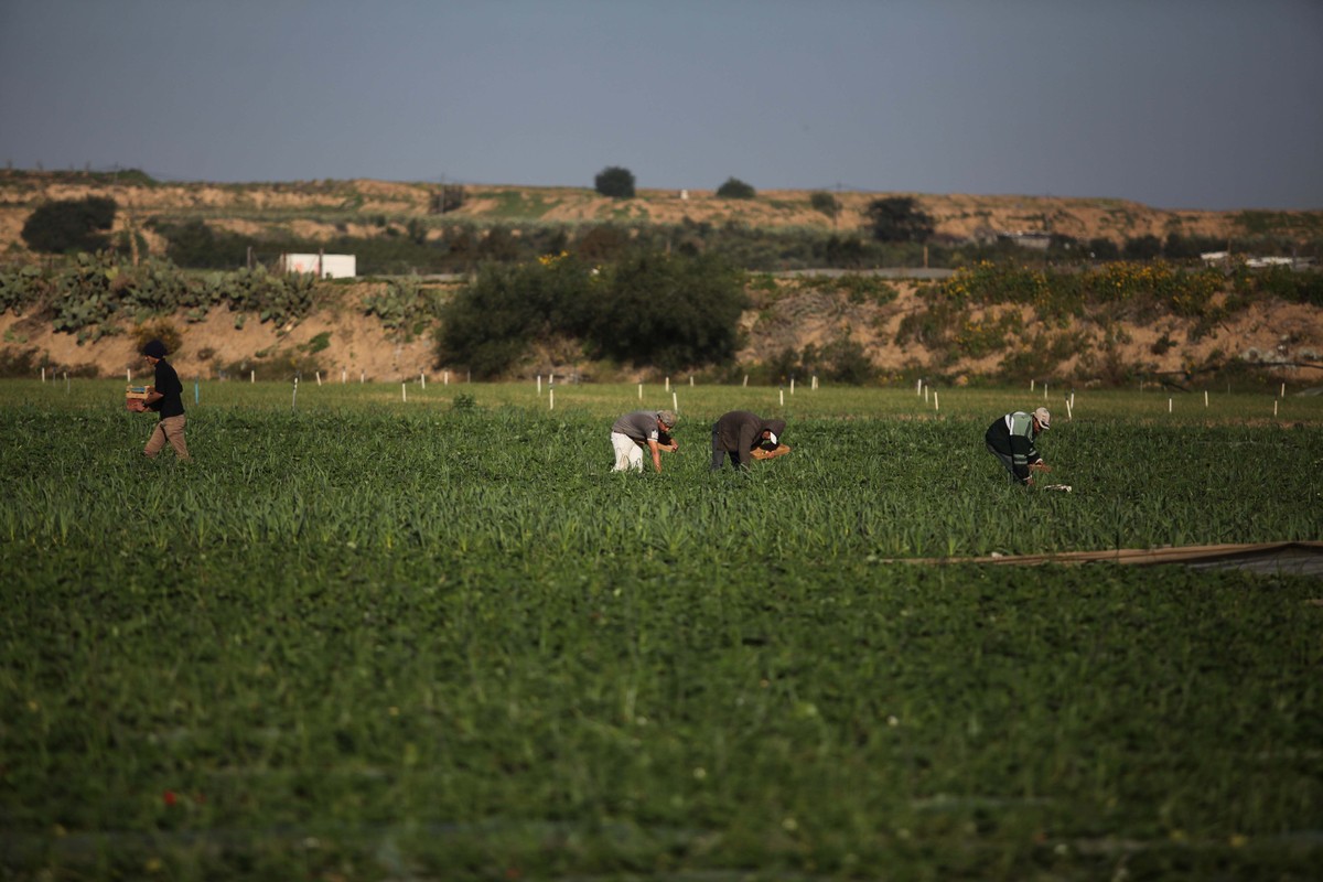 ورشة عمل توصي بضرورة الربط البيني لبيانات قطاع الأراضي في فلسطين-الحياة الجديدة