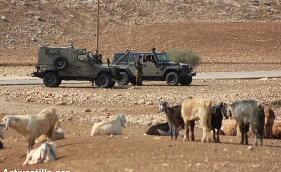 الاحتلال يستولي على 12 رأس بقر في الأغوار-الحياة الجديدة