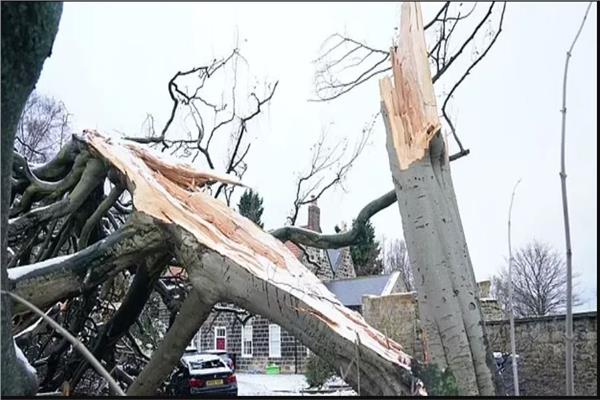 بسبب العواصف.. إنجلترا تفقد آلاف الأفدنة من الغابات 