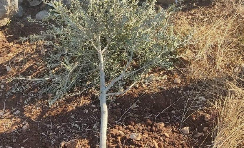 مستوطنون يقتلعون 50 غرسة زيتون غرب سلفيت-الحياة الجديدة