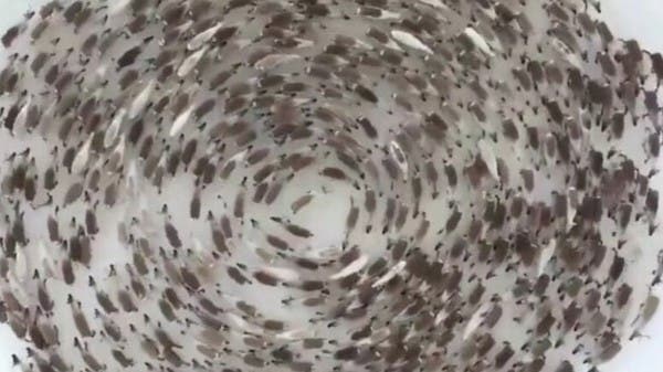 اللغز لم يحل بعد.. ومزيد من الحيوانات تدور حول نفسها