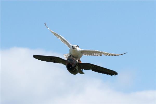 صقور «مهرجان الملك عبد العزيز» تطارد طائرات الدرونز البريطانية في الرياض