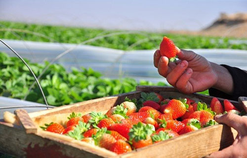  تراجع أسعار الفراولة في أسواق الضفة يثير قلق مزارعي القطاع