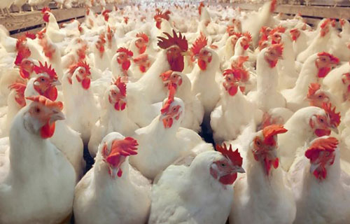 فتح باب استيراد البيض المخصّب ينجح بخفض أسعار الصوص والأعلاف