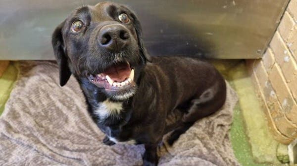 “أصيبت بصدمة نفسية”.. كلبة سافرت بالخطأ من لندن