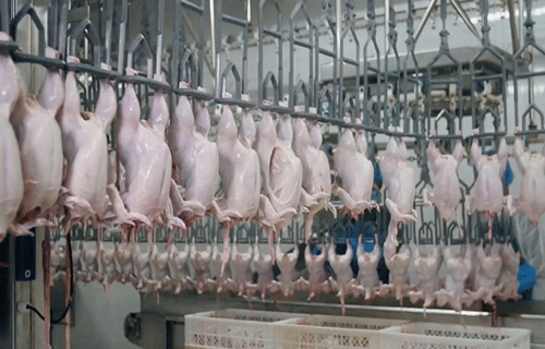 استمرار انخفاض أسعار الدواجن يعمق خسائر المربين