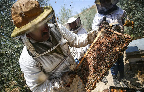 مربو النحل يواجهون موسماً كارثياً جراء نفوق واسع للخلايا