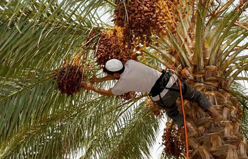 لأول مرة منذ 2003 .. ديالى العراقية تصدر أكثر من 40 ألف طن تمور