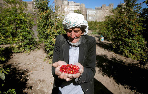 محاولات لإحياء “مجد” البن اليمني في ظل صعوبات اقتصادية