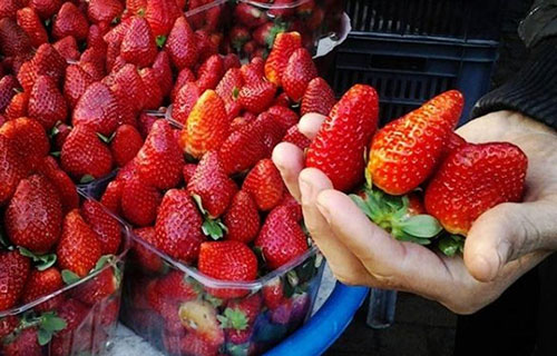 تسويق فراولة غزة في الضفة يبلغ ذروة 400 طن أسبوعياً