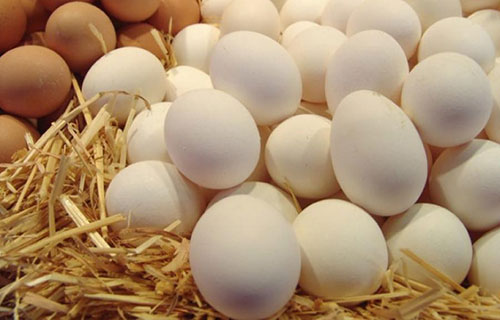 البيض يختفي من موائد فقراء غزة لارتفاع أسعاره