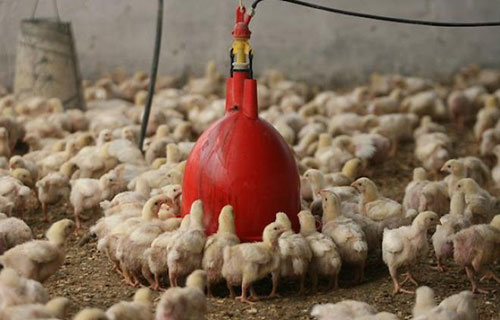 “حماية المستهلك” تبحث مع مربي الدواجن سبل الحفاظ على استقرار الأسعار