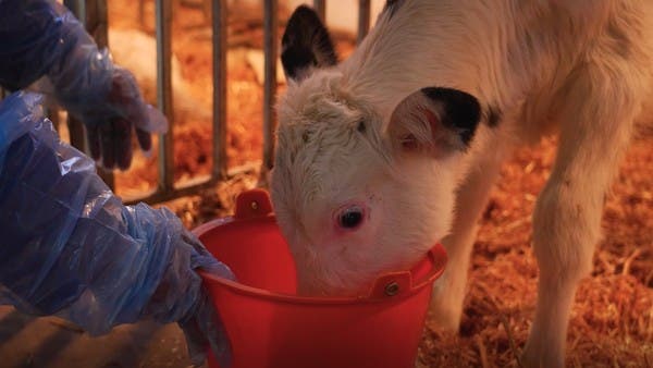 لأول مرة.. علماء صينيون يستنسخون بقرة حلوباً عالية الإنتاج