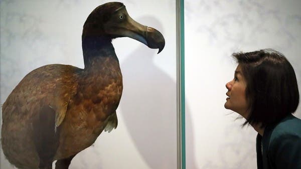 طريقة علمية ثورية.. هل تعيد طائرا منقرضا إلى الحياة؟