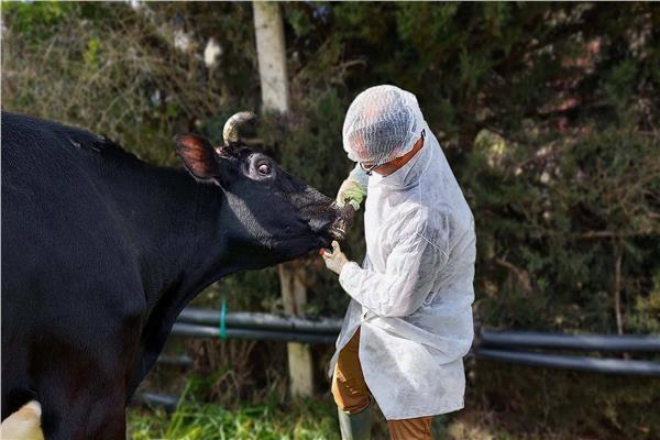إغلاق أسواق المواشي في الأردن 14 يومًا بعد تفشي «الحمى القلاعية»