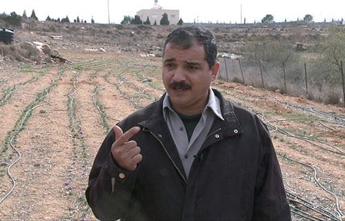 زراعة الزعفران تشق طريقها في فلسطين على يد مزارع من عقربا