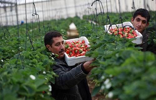 الفراولة تغرق أسواق غزة بعد تقليص الكميات المسوّقة للضفة