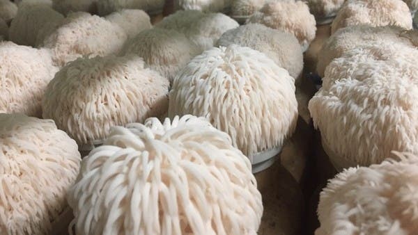 مفاجأة.. فطر يقوي الذاكرة عن طريق تعزيز نمو الأعصاب
