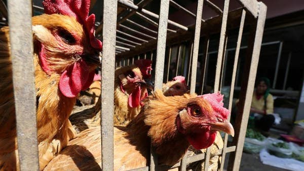 إنفلوانزا الطيور محدود لكنه مقلق