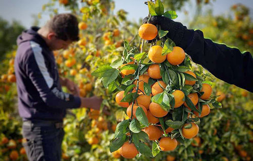 “أورا ــ نوفا” نوع جديد من الحمضيات في أسواق غزة من إنتاج محلي
