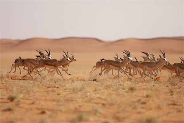 تسجيل محمية الملك عبد العزيز بقاعدة البيانات العالمية