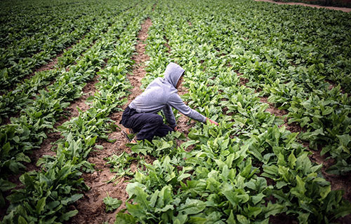 أمطار آذار تحيي أمل المزارعين بتحسن الإنتاج