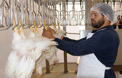 “حماية المستهلك” تطالب بإلزام مسالخ الدواجن بسقف الأسعار