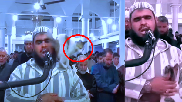 شاهد قطة تسللت إلى مسجد جزائري واعتلت كتف الإمام وهو يصلي